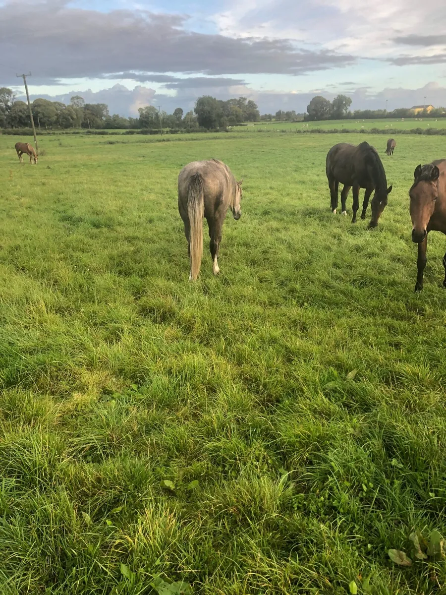 Horse - Image 4