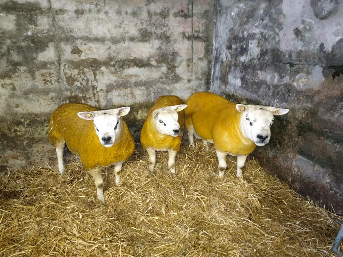 Texel rams for Sale Ballinasloe Thursday - Image 2