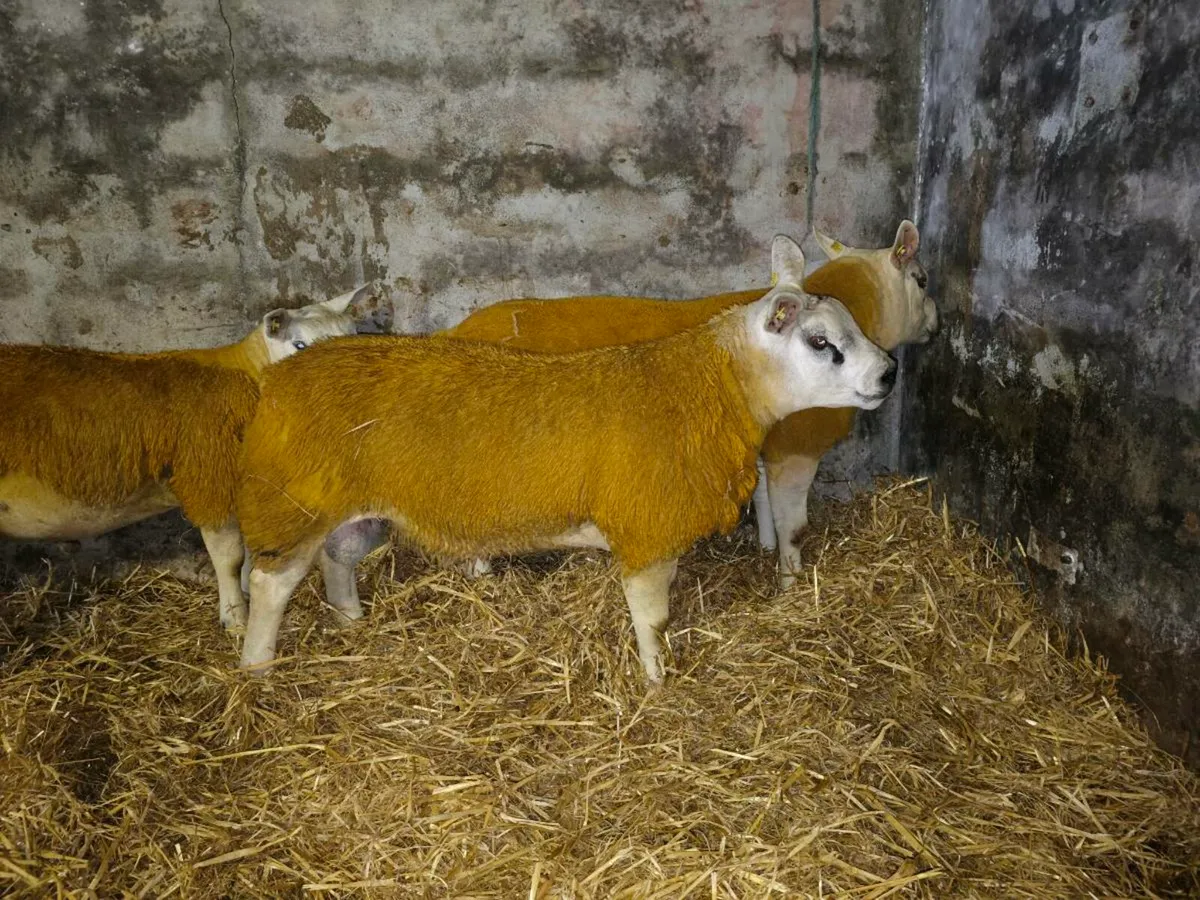 Texel rams for Sale Ballinasloe Thursday - Image 1