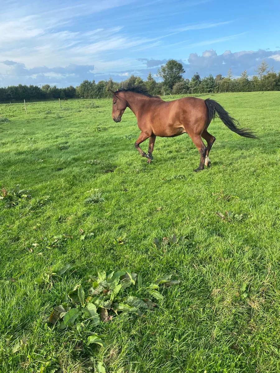 Horses - Image 1