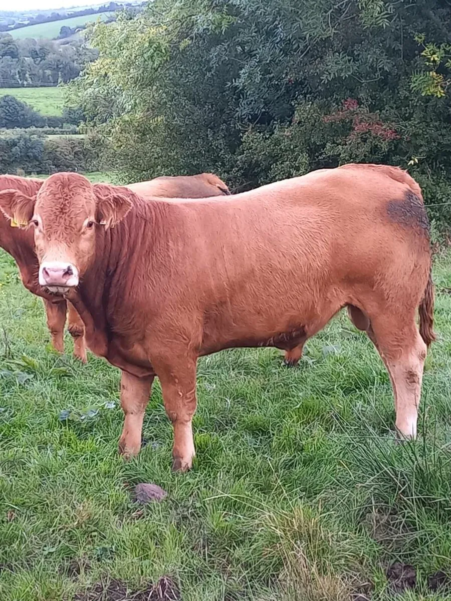 5 STAR P.B.R LIMOUSIN BULLS - Image 2