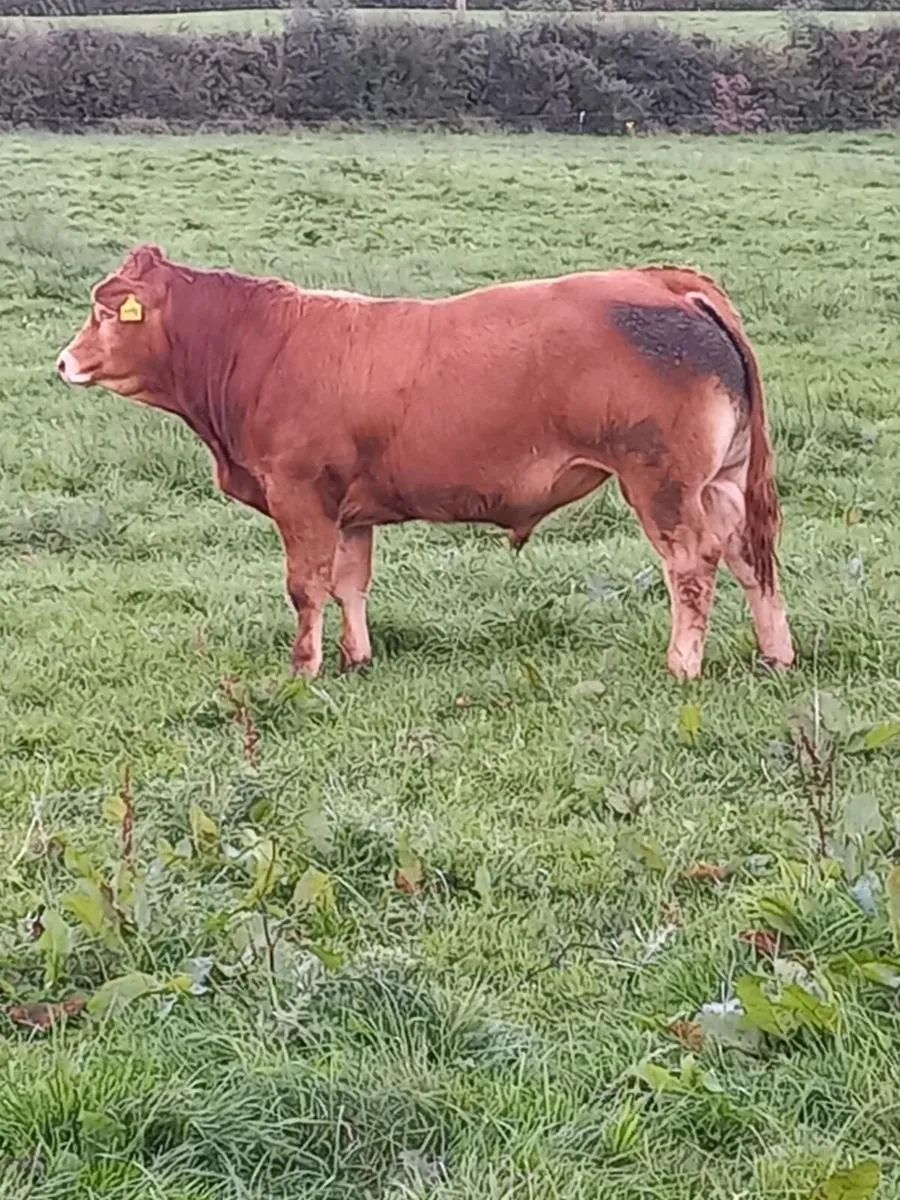 5 STAR P.B.R LIMOUSIN BULLS - Image 3