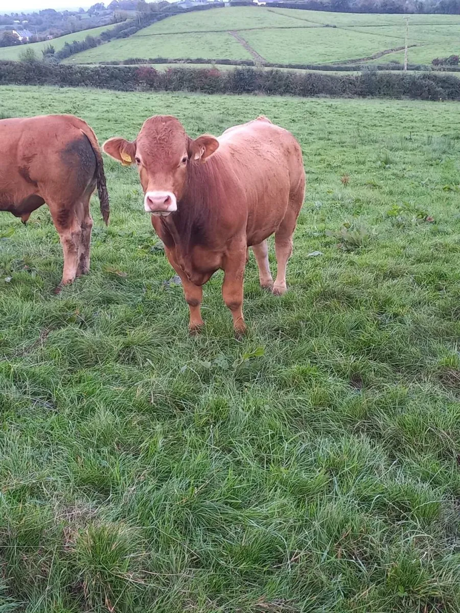 5 STAR P.B.R LIMOUSIN BULLS - Image 4