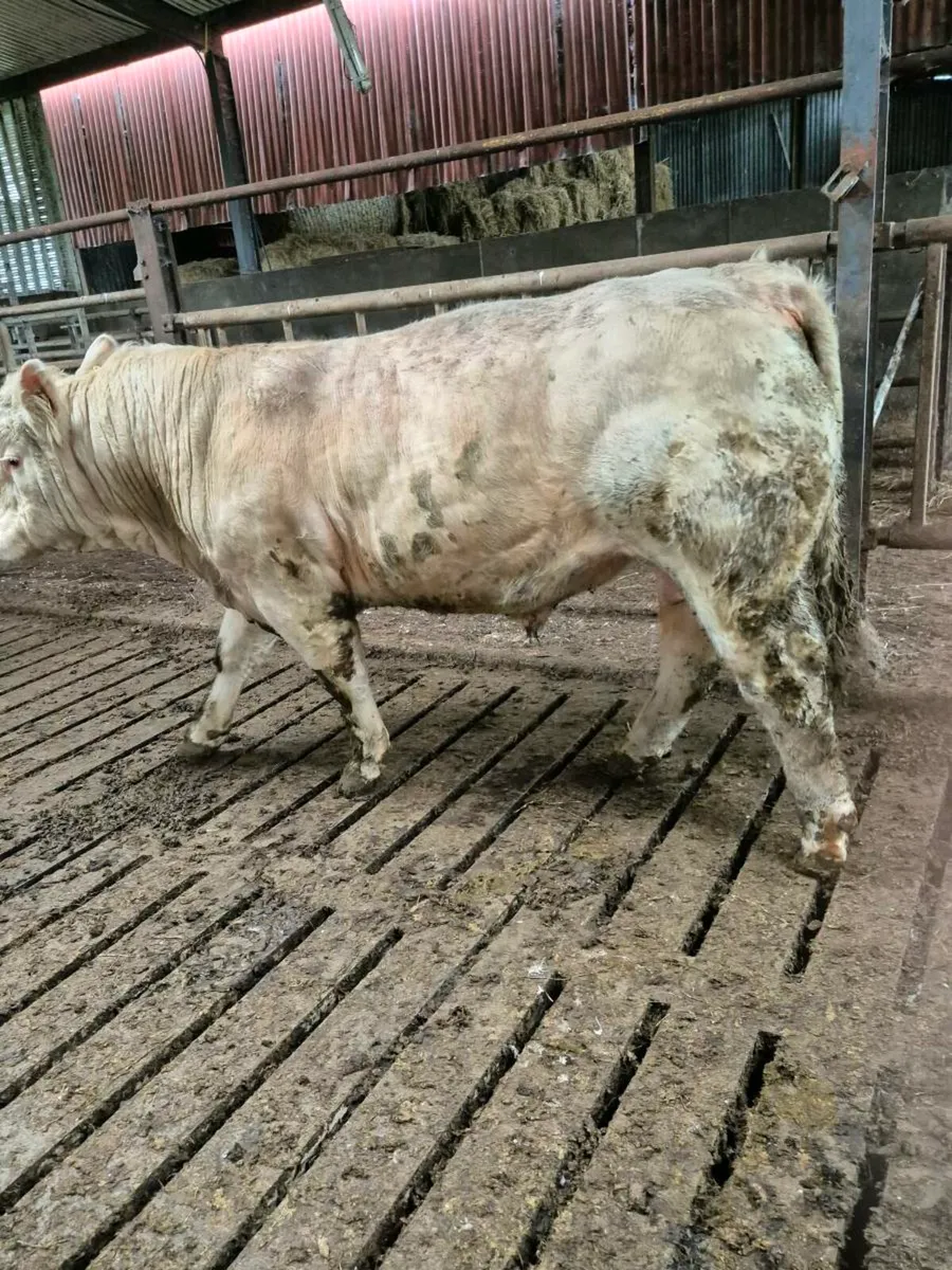Pedigree registered charolais bull - Image 3