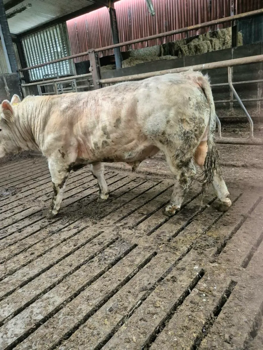 Pedigree registered charolais bull - Image 1