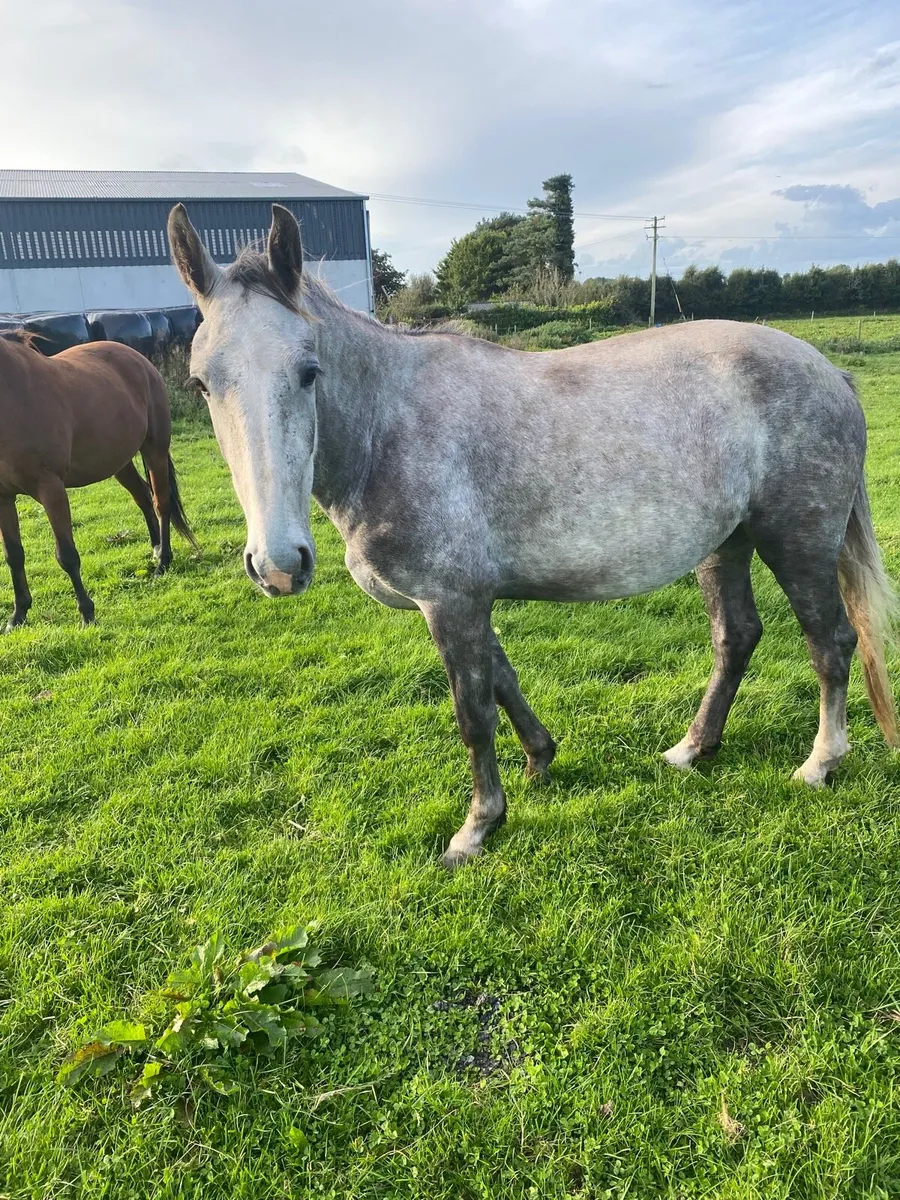 Horses - Image 4