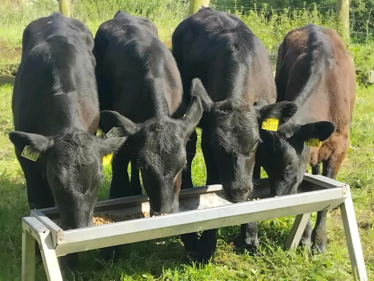4 Angus Heifer Weanlings - Image 1