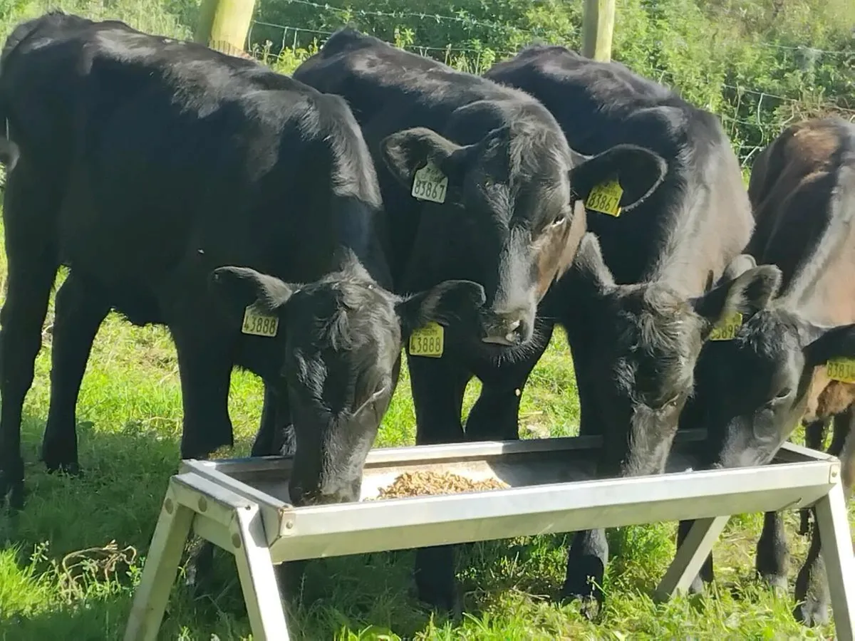 4 Angus Heifer Weanlings - Image 2