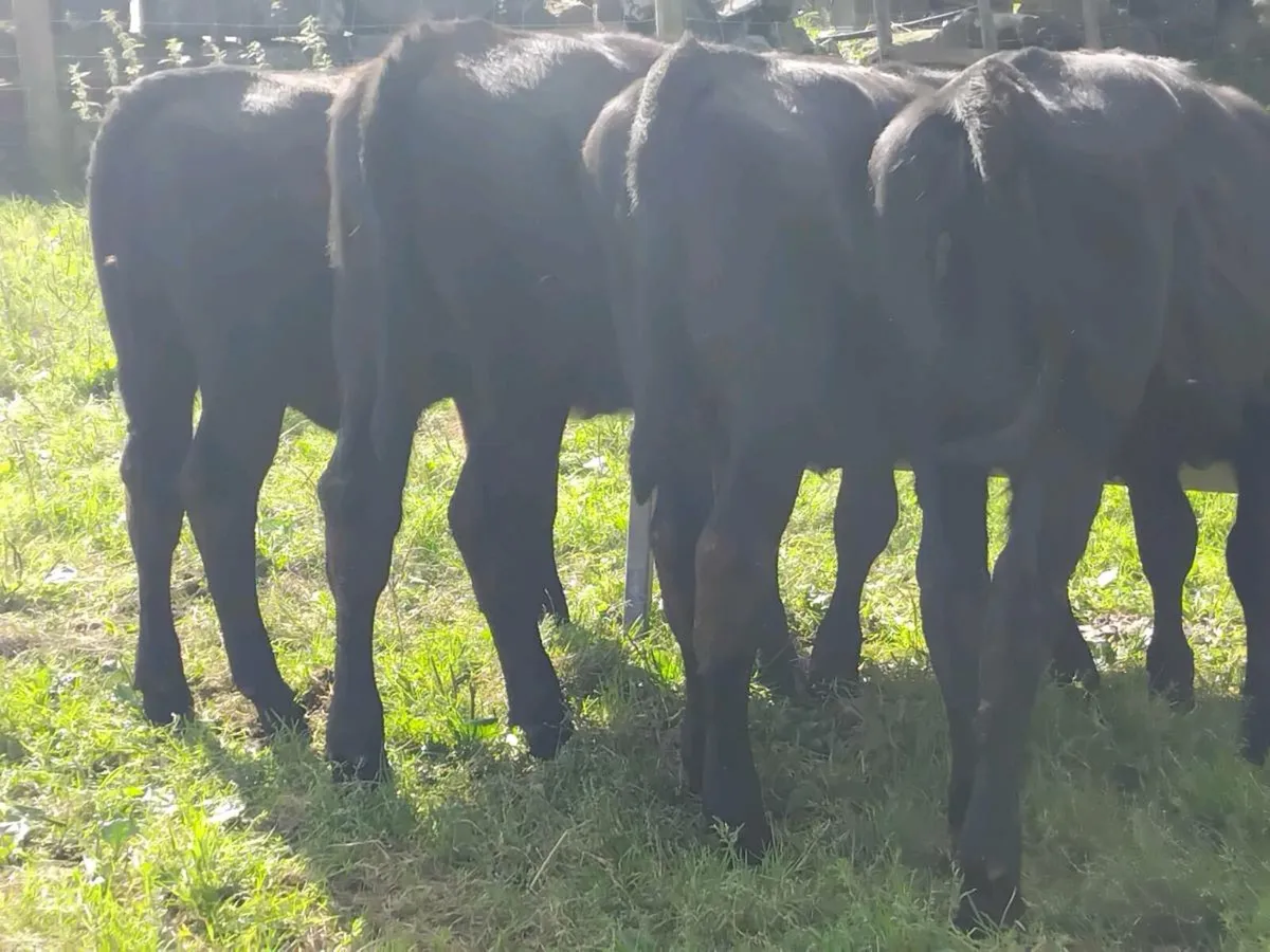 4 Angus Heifer Weanlings - Image 3