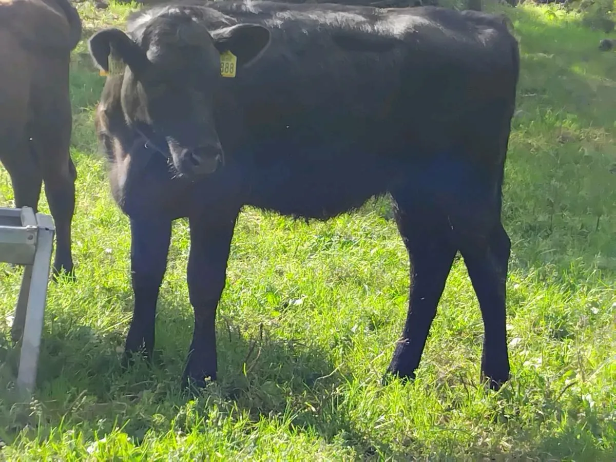4 Angus Heifer Weanlings - Image 4