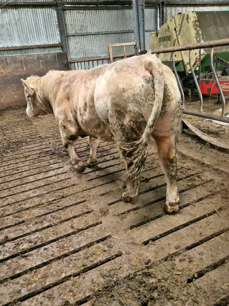 Pedigree registered charolais bull - Image 4