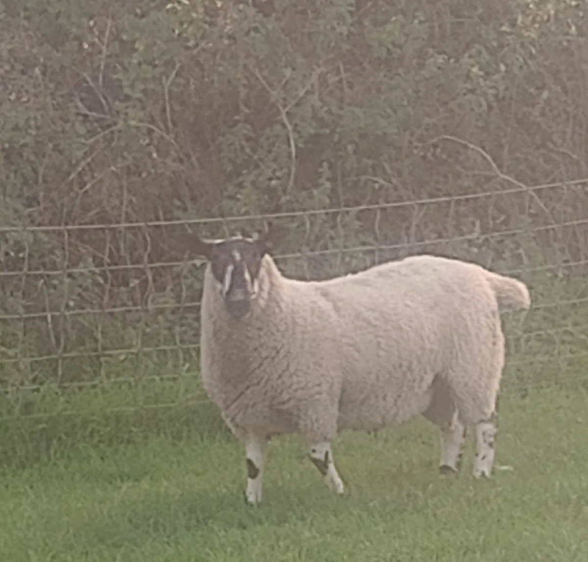 SIS Milford hogget ram - Image 1