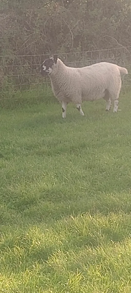 SIS Milford hogget ram - Image 2