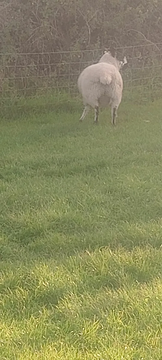 SIS Milford hogget ram - Image 3