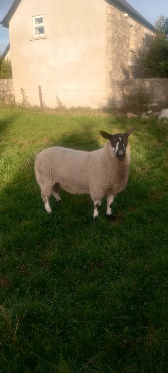SIS Milford hogget ram - Image 4