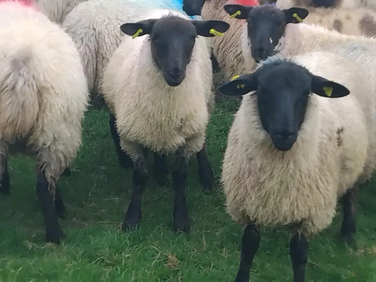 22 Suffolk Ewe Lambs - Image 3