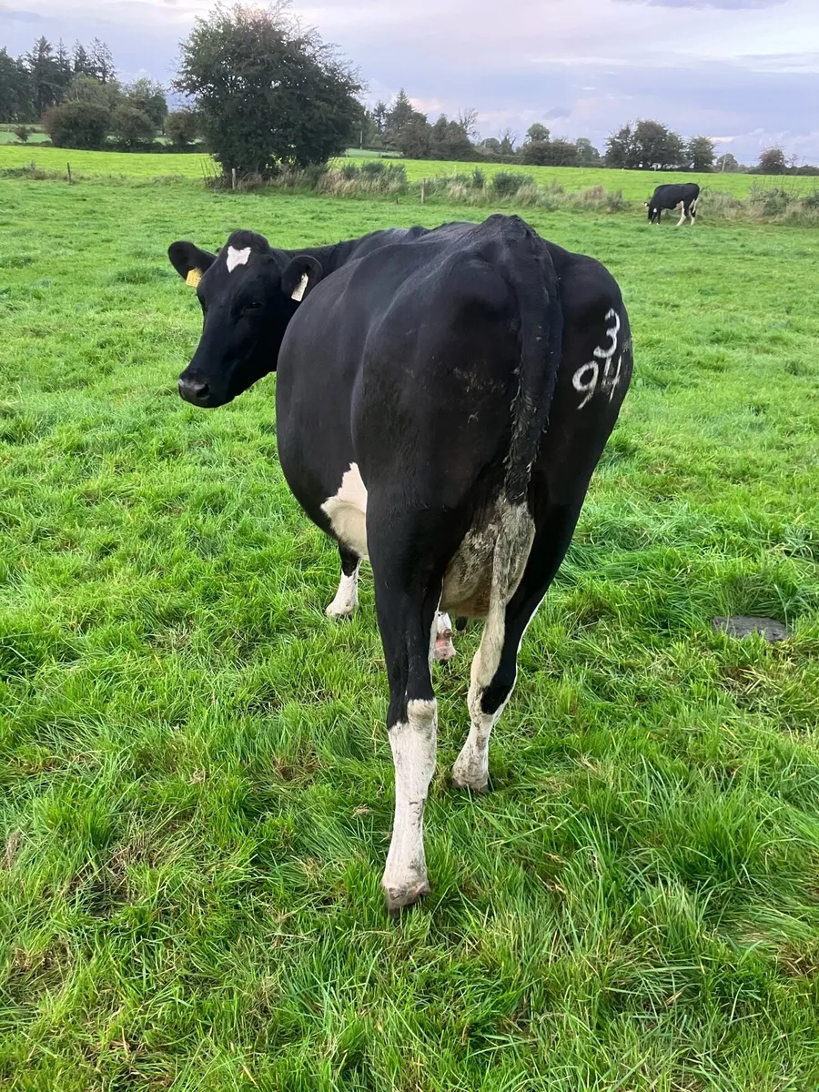 Cow Suitable For Feeding Calves - Image 2