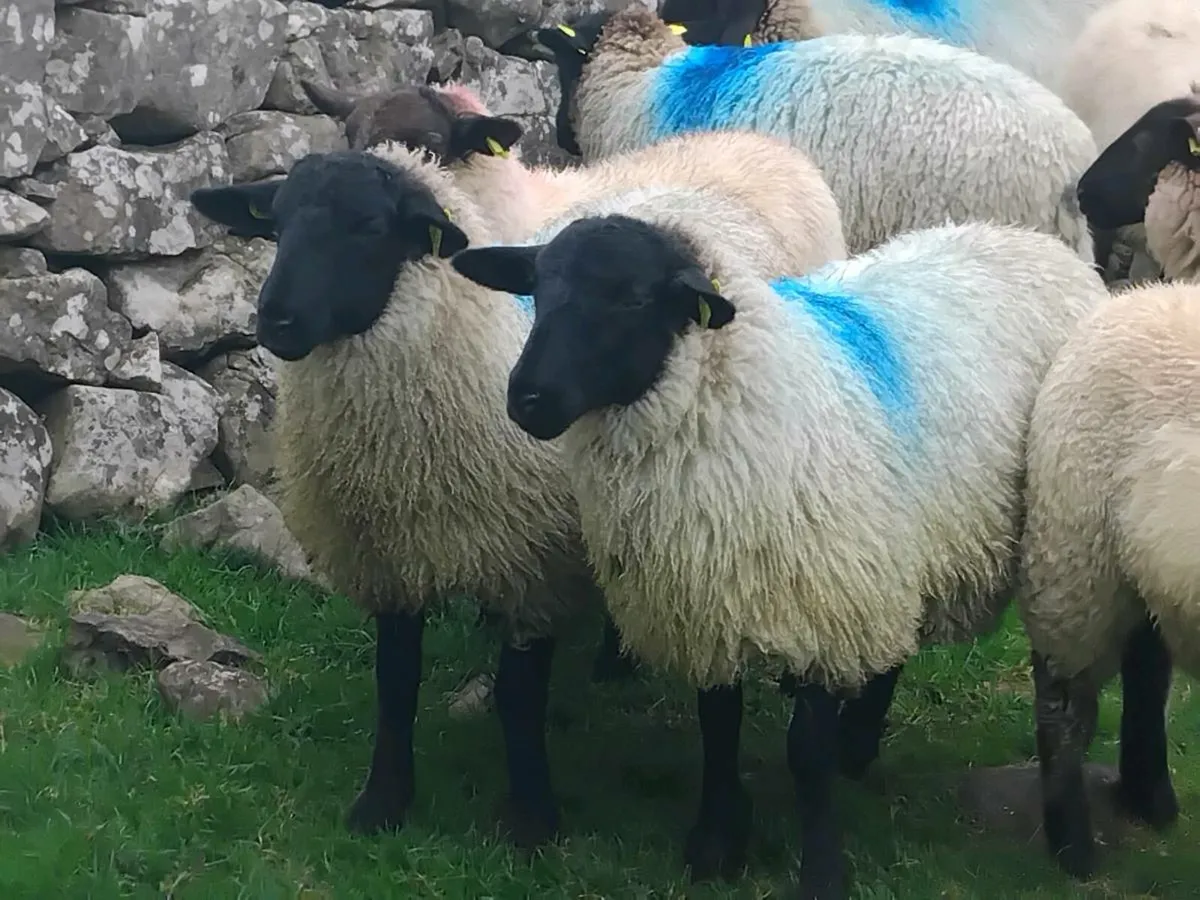 22 Suffolk Ewe Lambs - Image 4