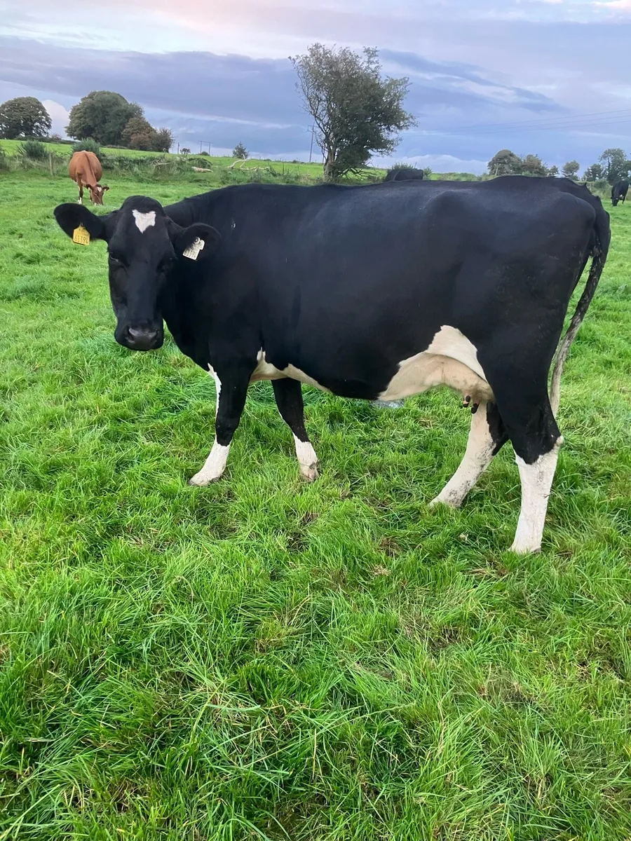 Cow Suitable For Feeding Calves - Image 1