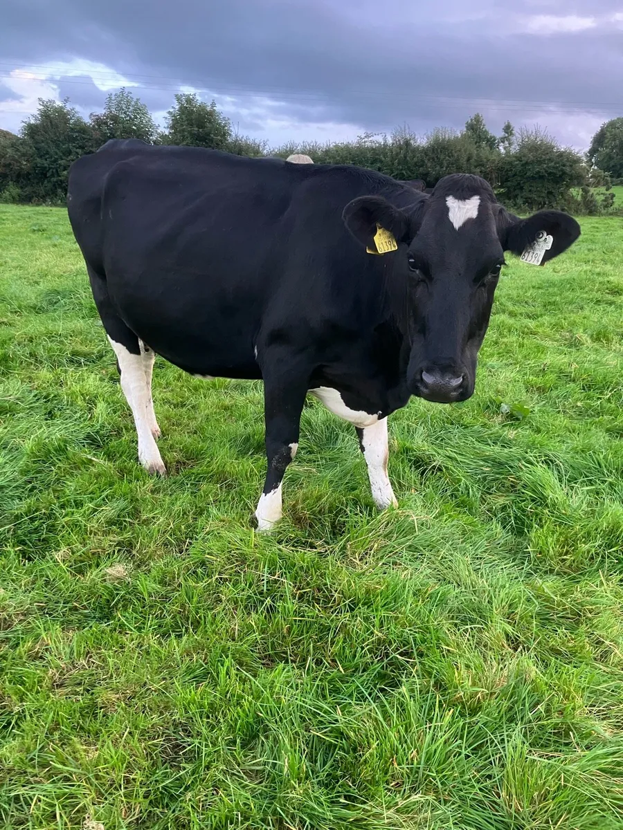 Cow Suitable For Feeding Calves - Image 3