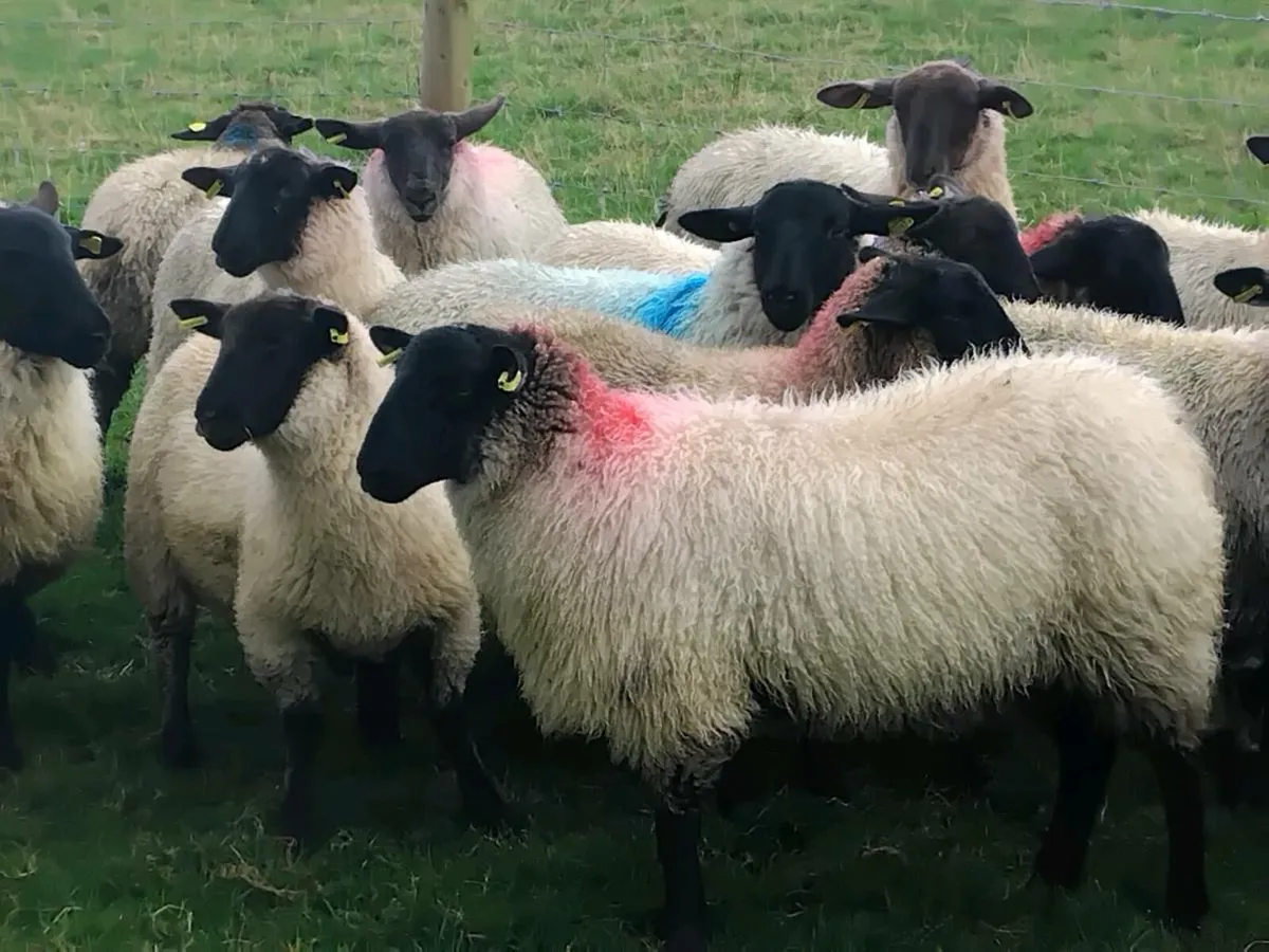 22 Suffolk Ewe Lambs - Image 2