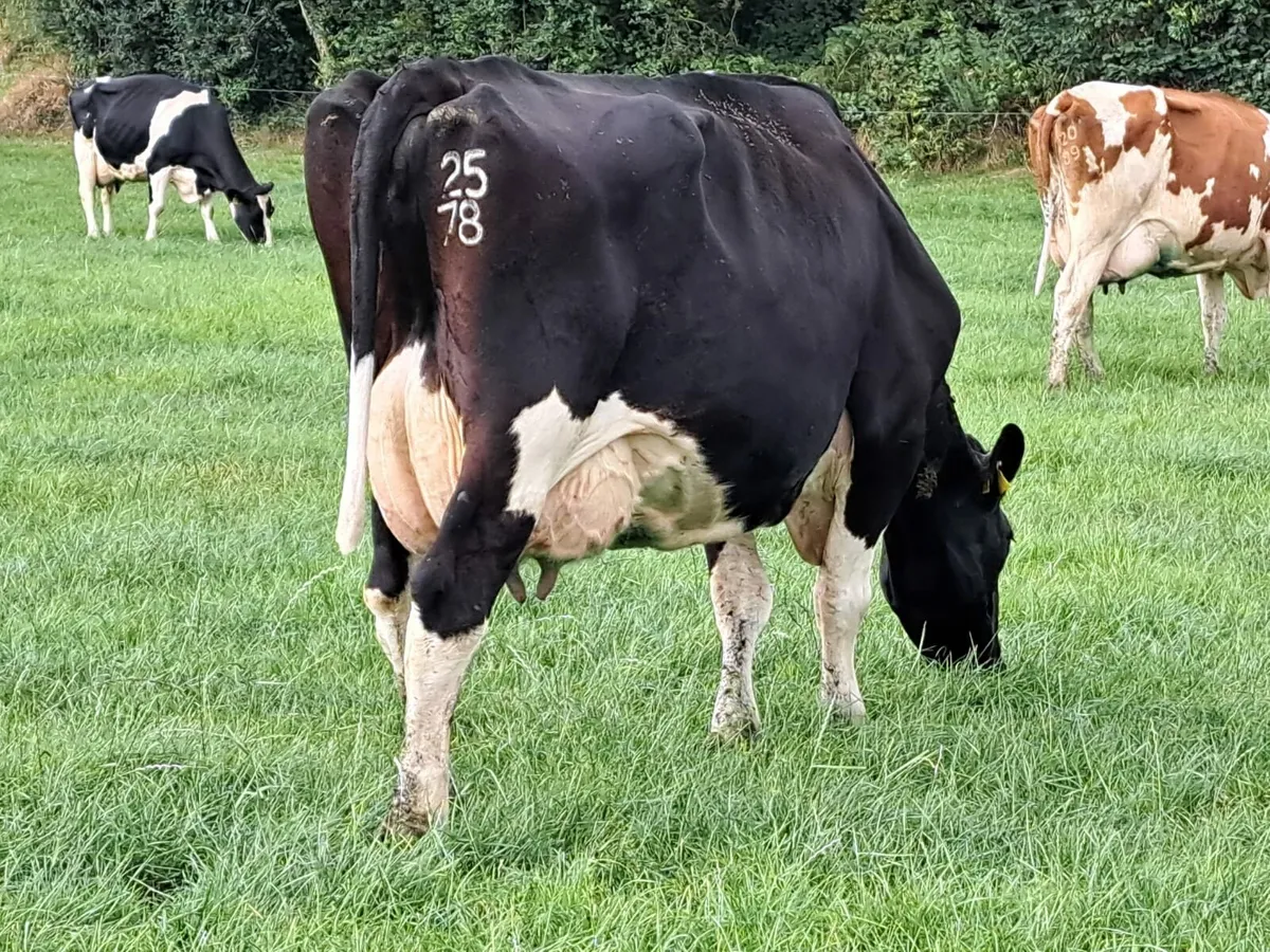 Cork Marts Corrin Dairy Clearance 12th September - Image 2