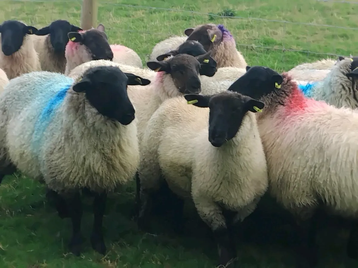 22 Suffolk Ewe Lambs - Image 1