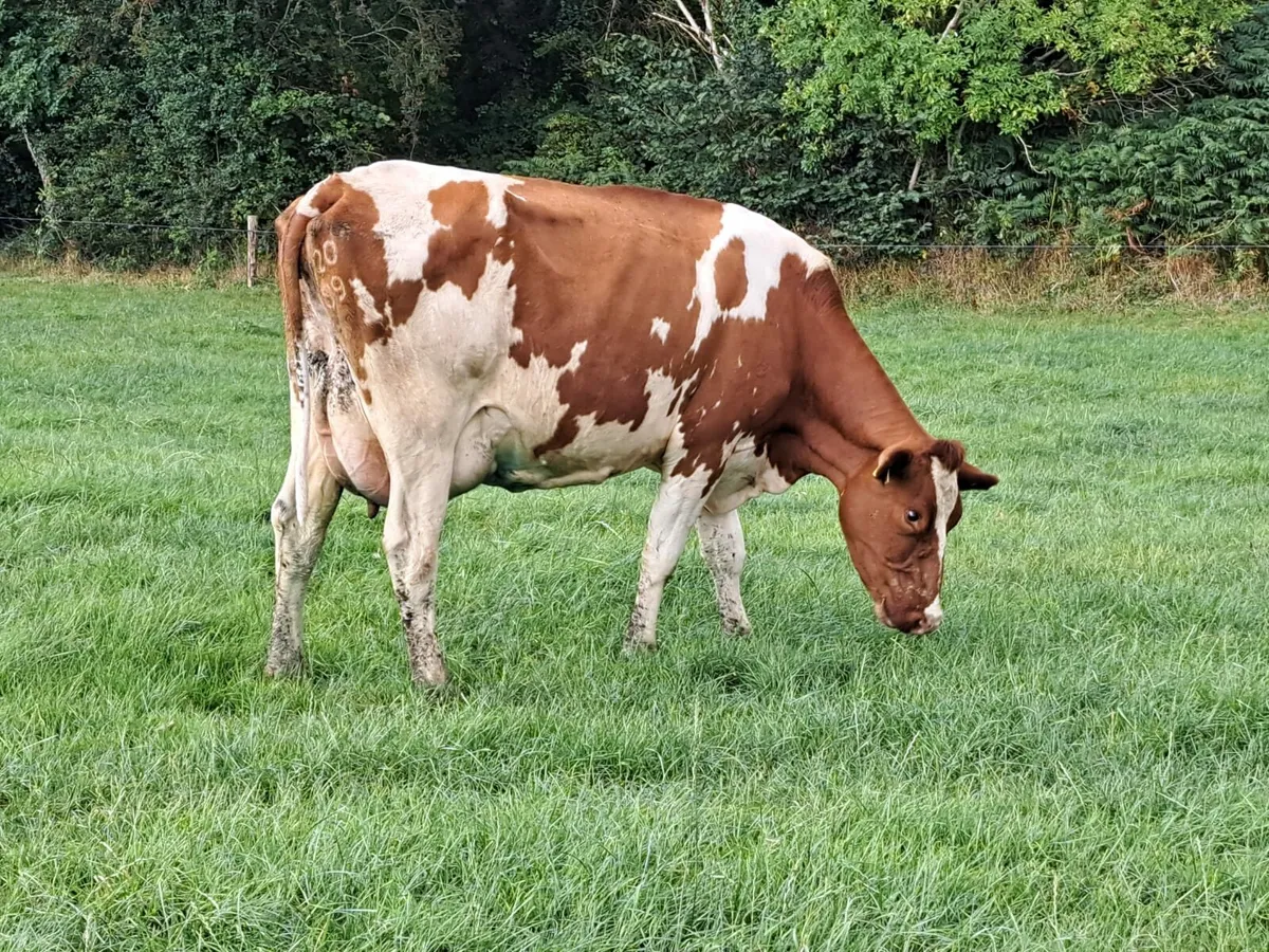 Cork Marts Corrin Dairy Clearance 12th September - Image 3