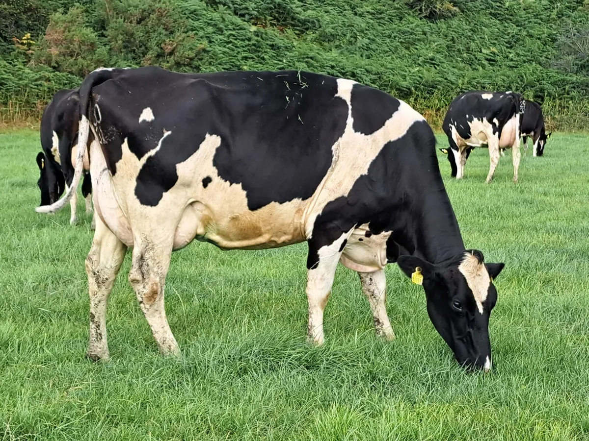Cork Marts Corrin Dairy Clearance 12th September - Image 4