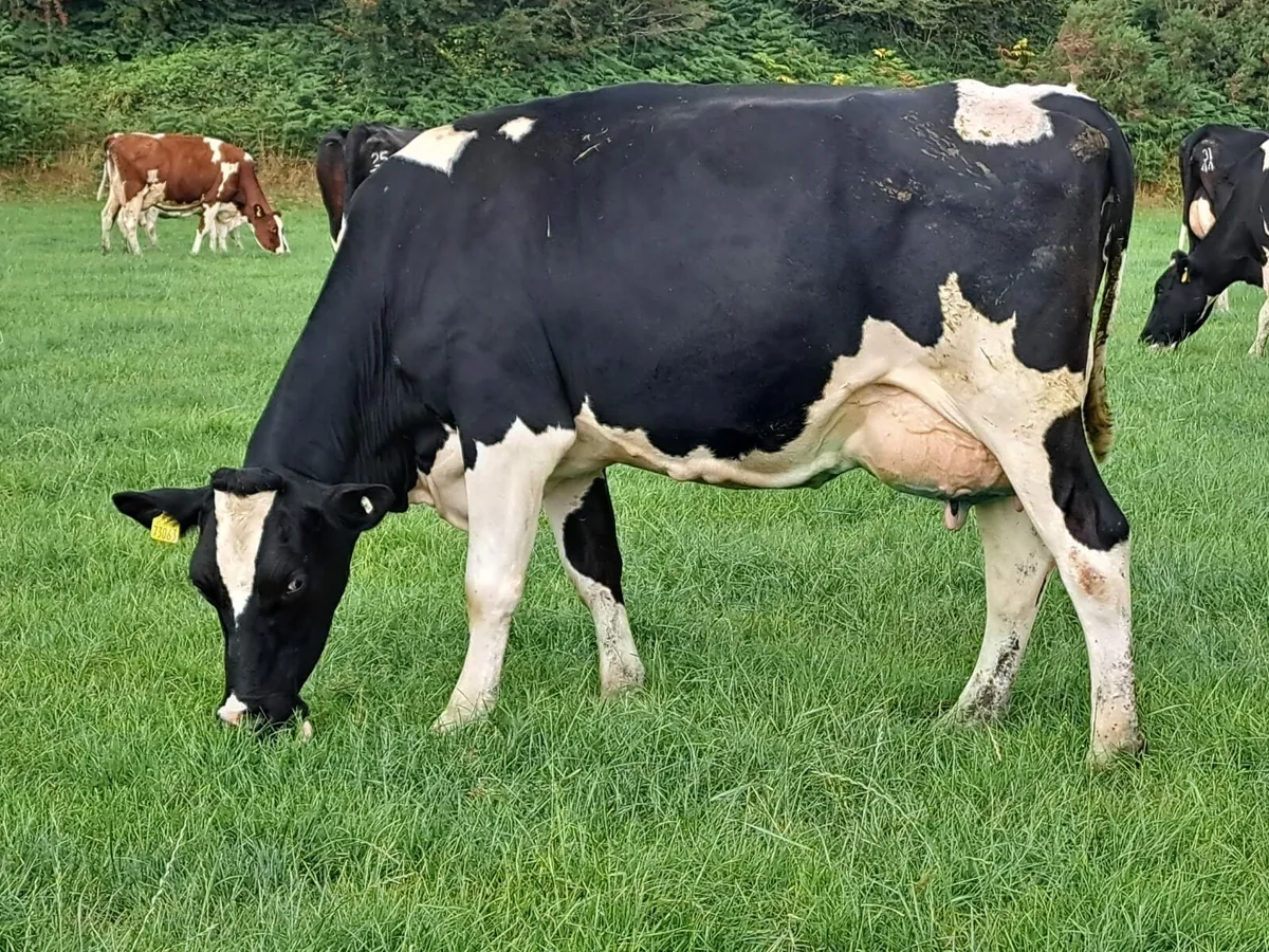 Cork Marts Corrin Dairy Clearance 12th September - Image 1