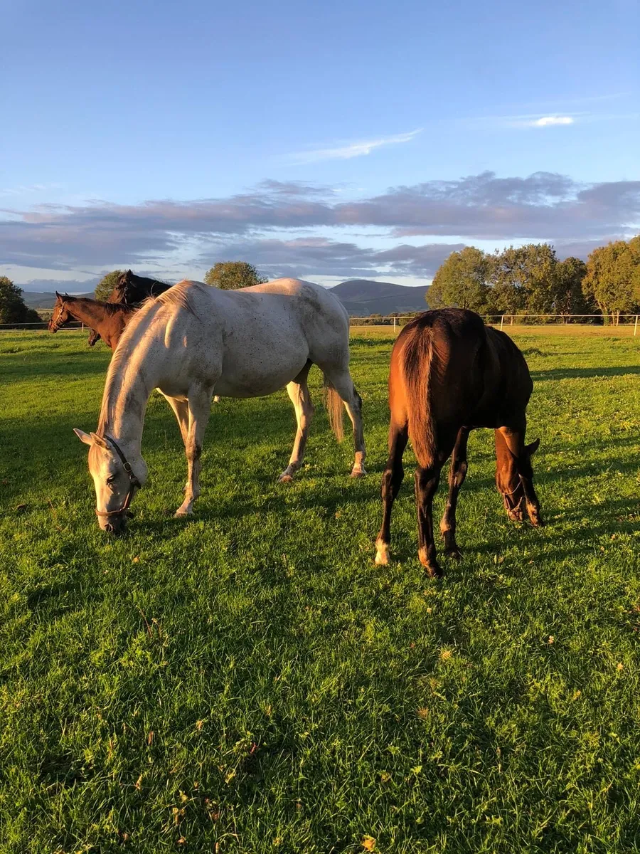 Thoroughbred Mare - Image 1