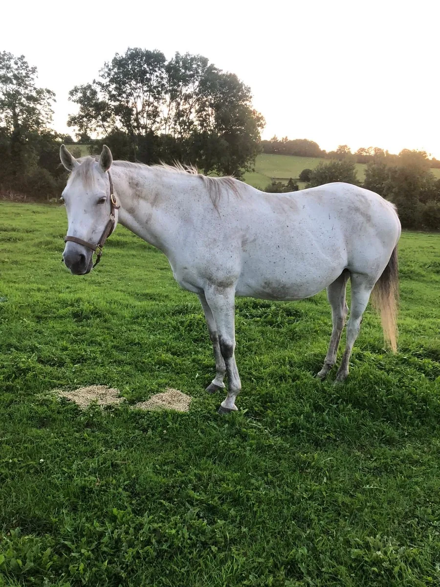 Thoroughbred Mare - Image 2