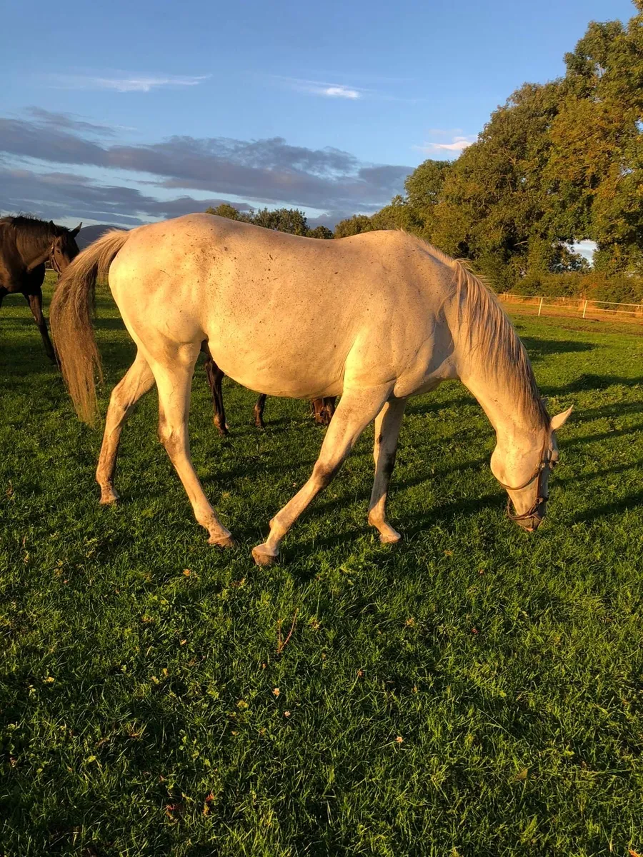 Thoroughbred Mare - Image 4