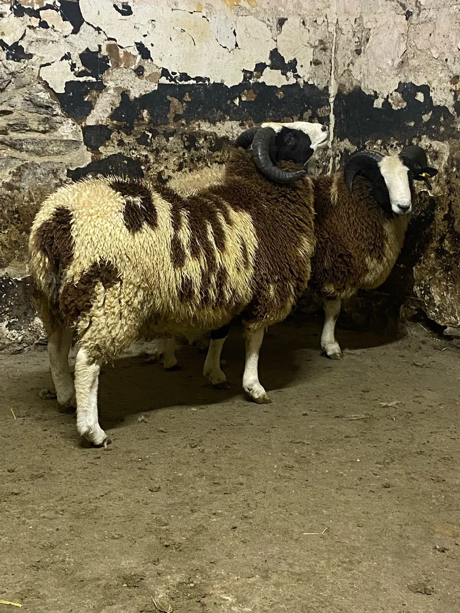 Pedigree Jacob ram lambs - Image 1