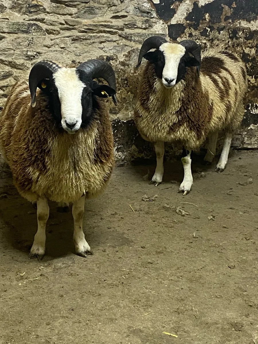 Pedigree Jacob ram lambs - Image 2