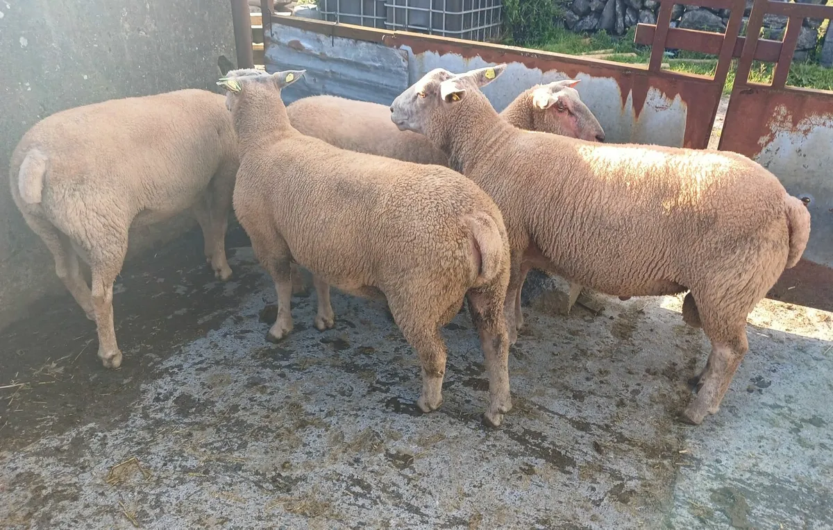 Purebred Registered Charlollais rams - Image 2