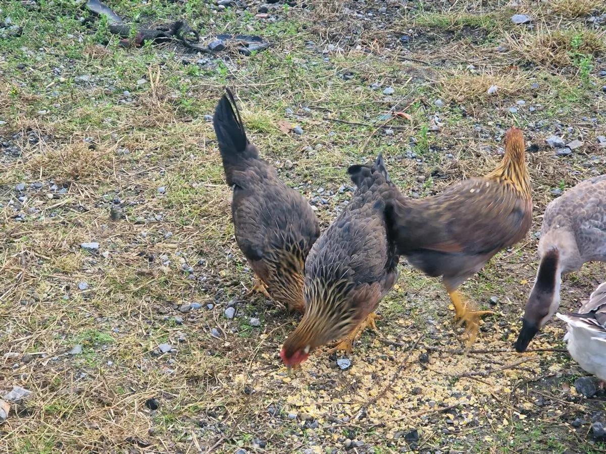 Ducks & Hens - Image 1