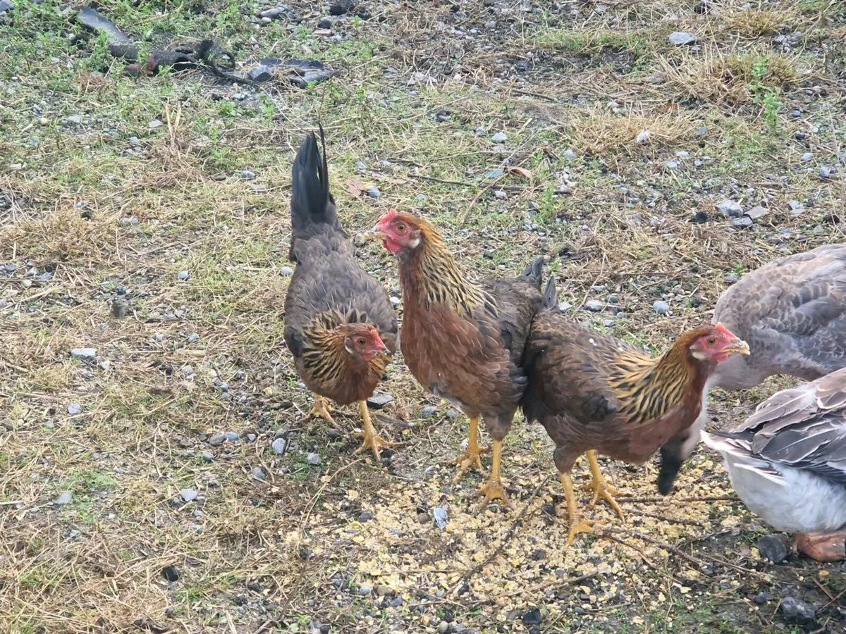 Ducks & Hens - Image 2