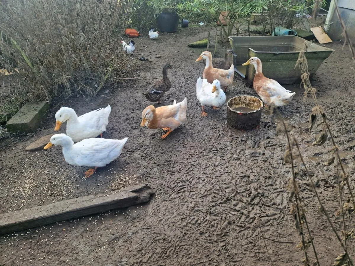 Ducks & Hens - Image 3