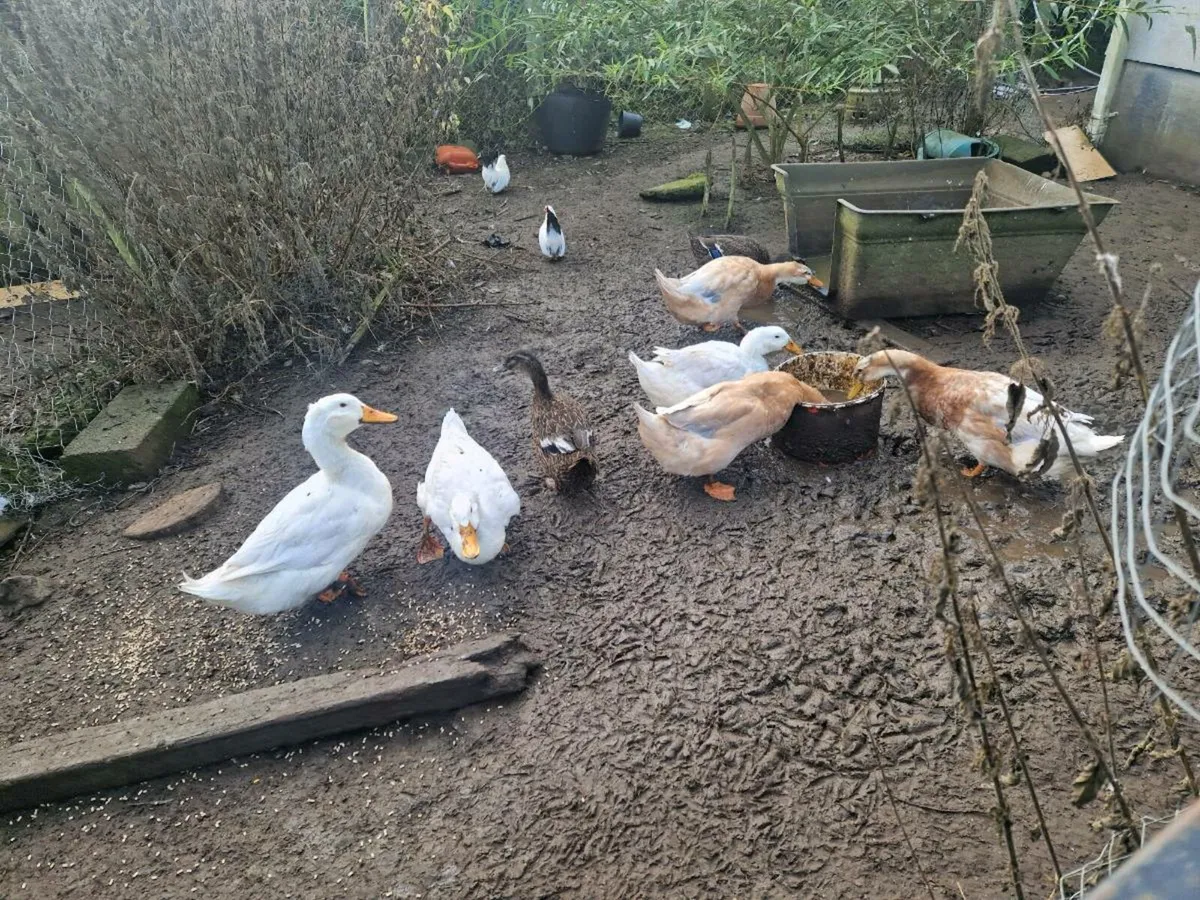 Ducks & Hens - Image 4