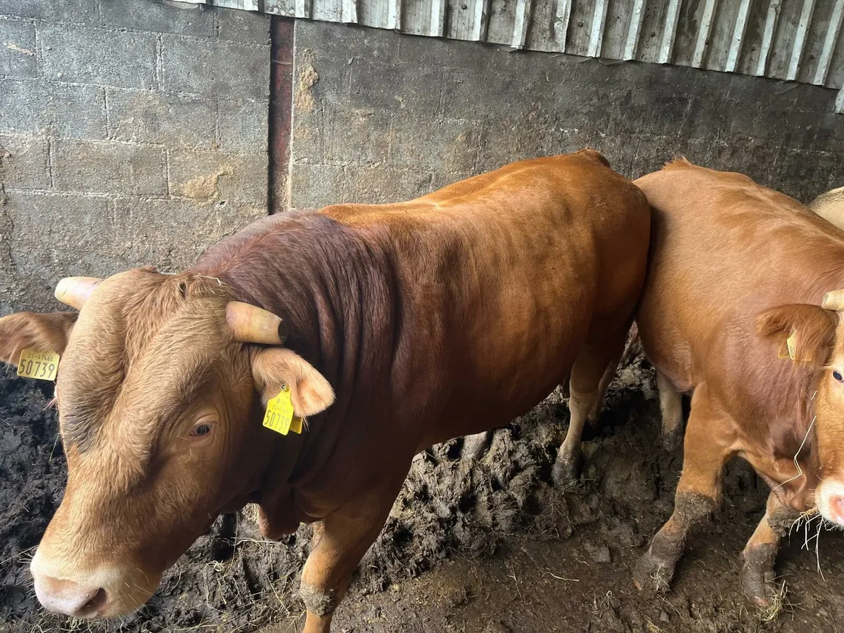 Weanling sale Enniscorthy Mart Tuesday 9th Septemb - Image 1