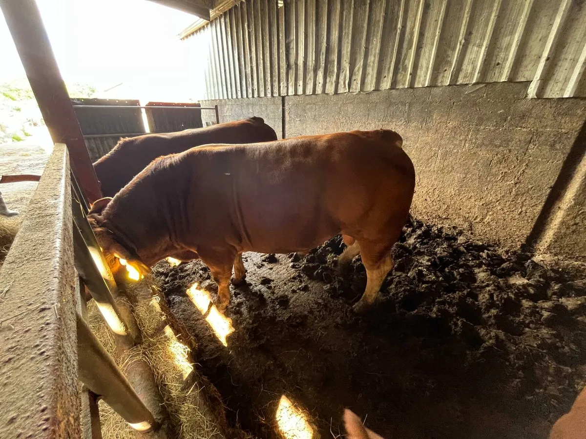 Weanling sale Enniscorthy Mart Tuesday 9th Septemb - Image 2