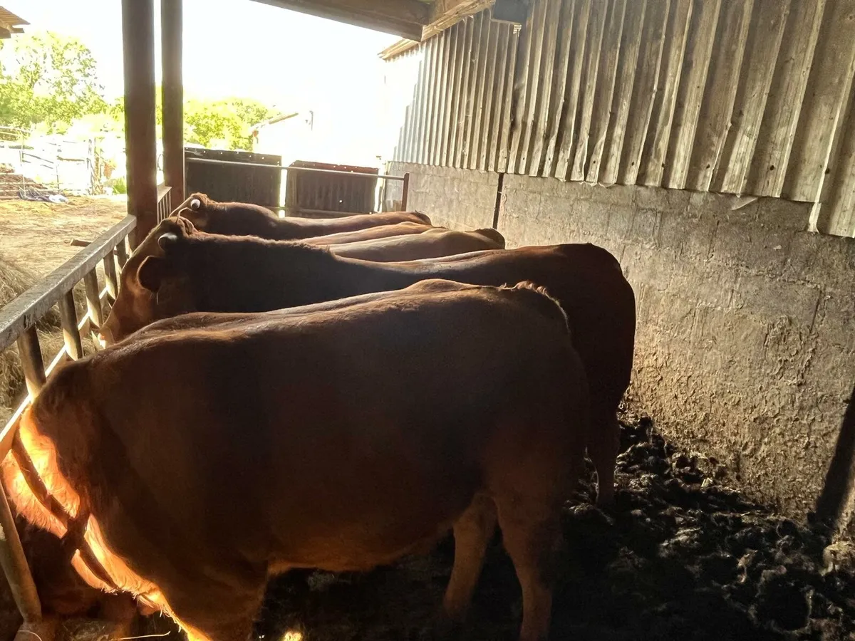 Weanling sale Enniscorthy Mart Tuesday 9th Septemb - Image 3