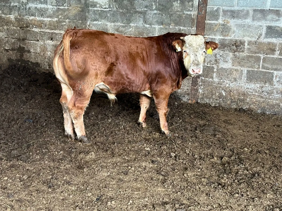 Weanling sale Enniscorthy Mart Tuesday 9th Septemb - Image 4
