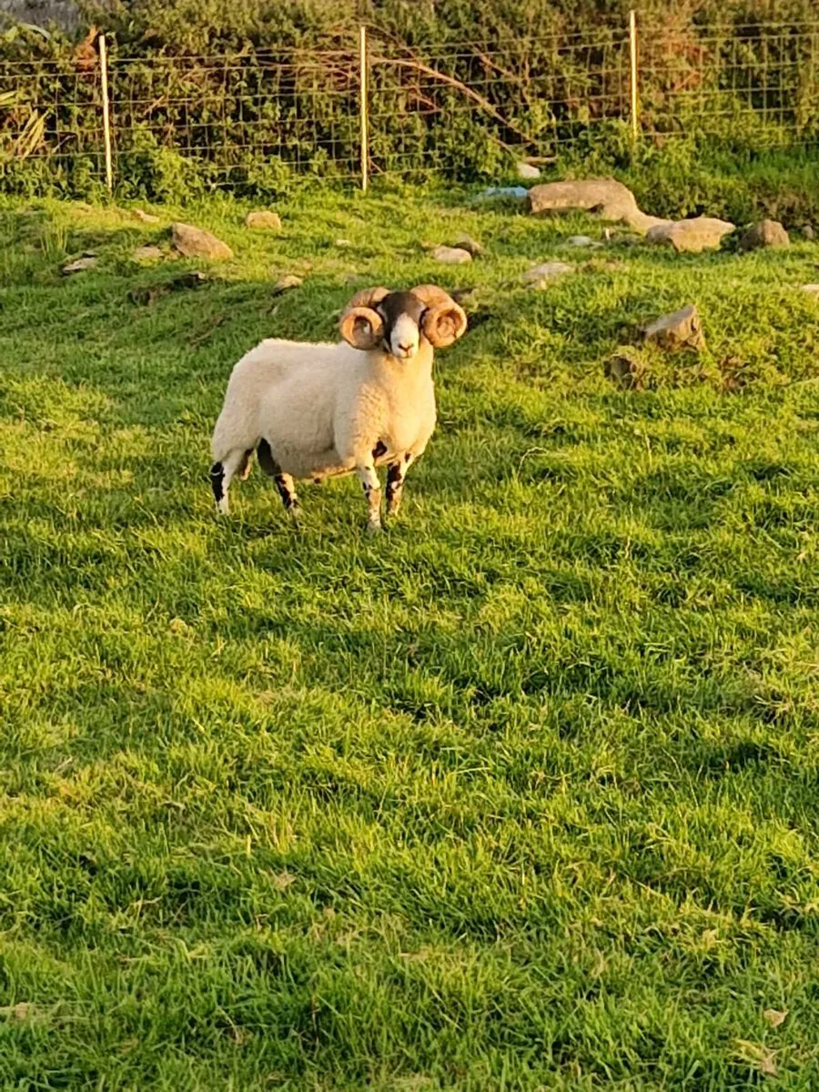 Lanark Ram - Image 1