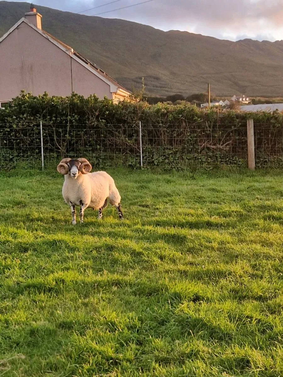 Lanark Ram - Image 2