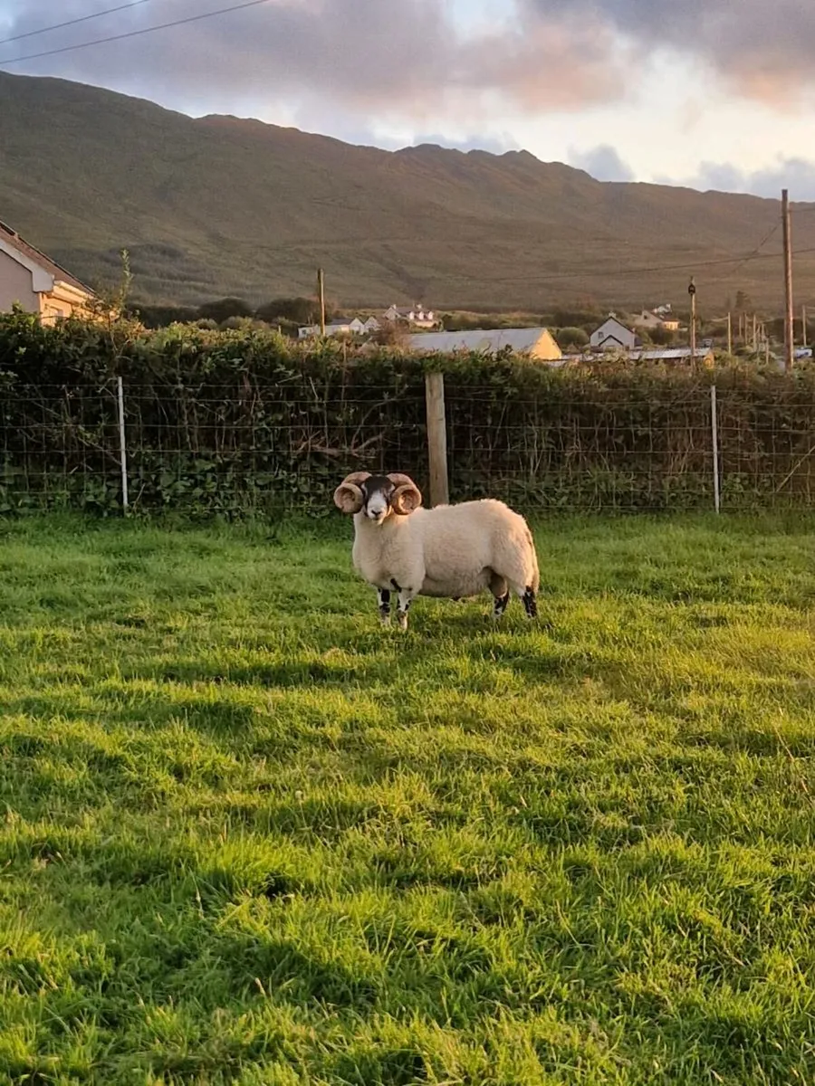 Lanark Ram - Image 3