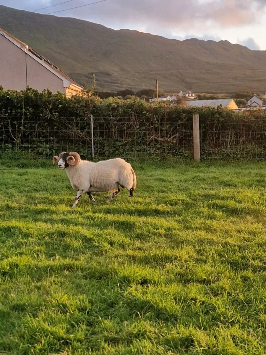 Lanark Ram - Image 4