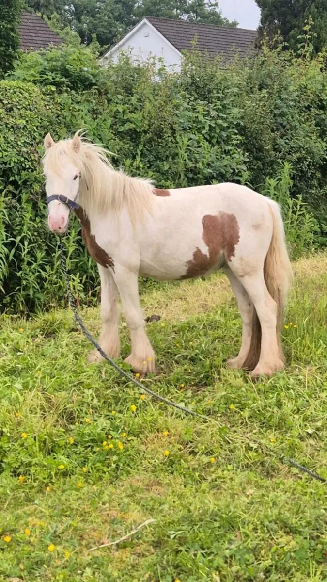 Pony - Image 1