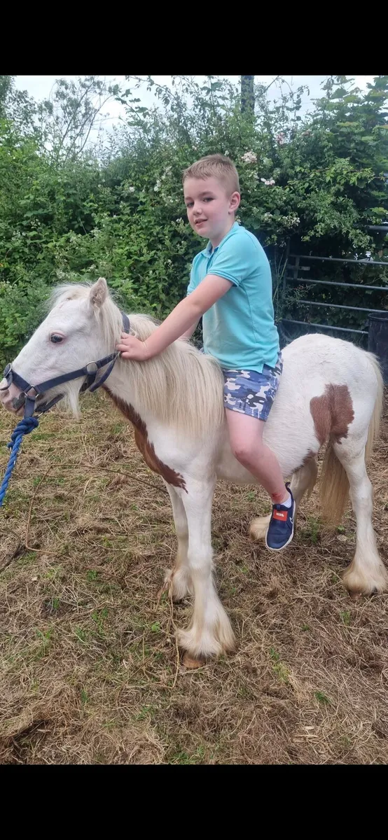 Pony - Image 2